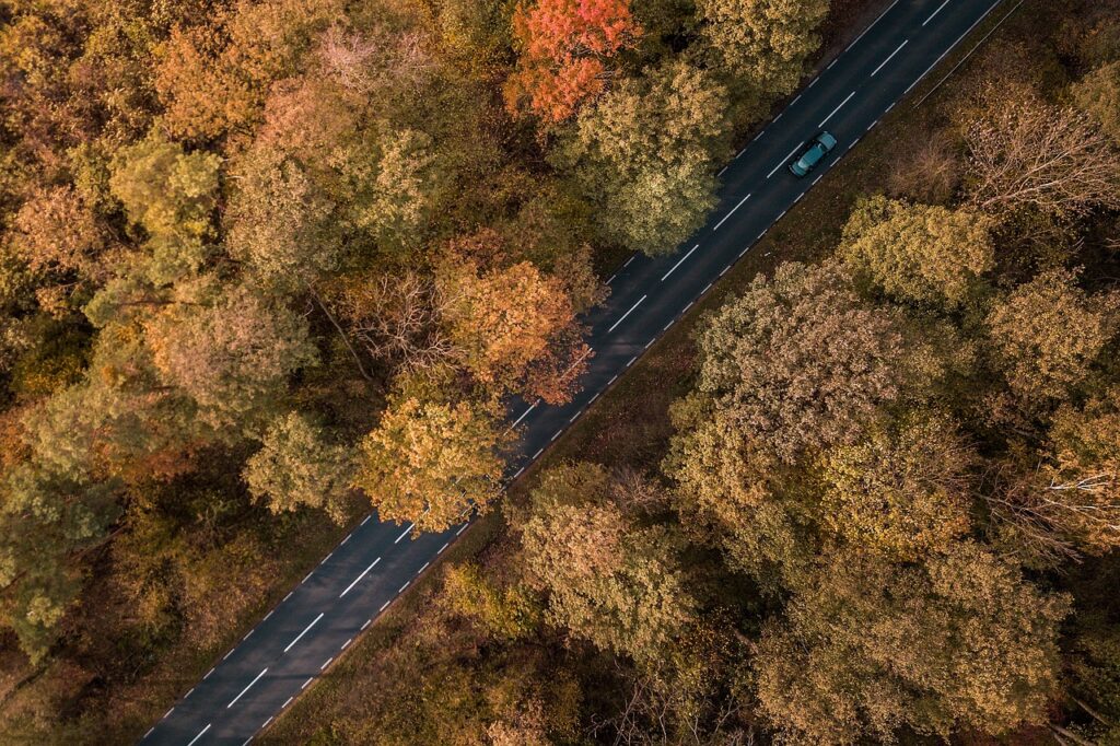 way, forest, trees