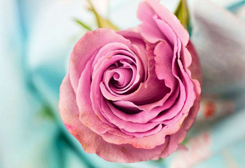 rose, flower, beautiful flowers
